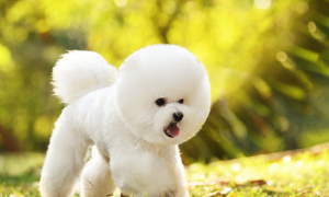 值得推荐的降火狗粮！比瑞吉瓜6去泪痕专利，真实添加，清爽一夏